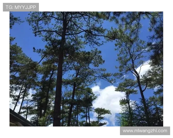 U体育用户指南:注册流程、账户管理及个性化定制服务全方位介绍 U体育用户指南:注册流程、账户管理及个性化定制服务全方位介绍